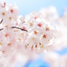 a tree with pink petals
